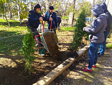 НА НОВОСЕЛИЦКОМ УЧАСТКЕ ВЫСАДИЛИ ТУИ