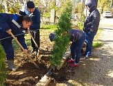 ЭНЕРГОСБЫТ САЖАЕТ КИПАРИСЫ