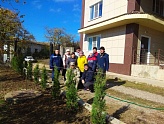 НА НОВОСЕЛИЦКОМ УЧАСТКЕ ВЫСАДИЛИ ТУИ